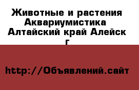 Животные и растения Аквариумистика. Алтайский край,Алейск г.